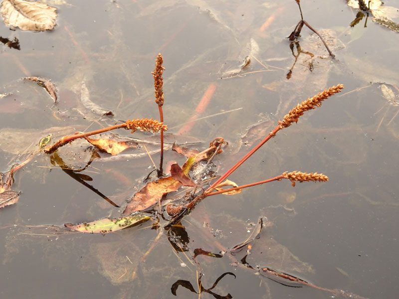 Persicaria amphibia  / Poligono anfibio